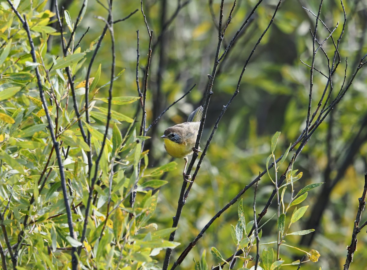 Common Yellowthroat - ML642128062