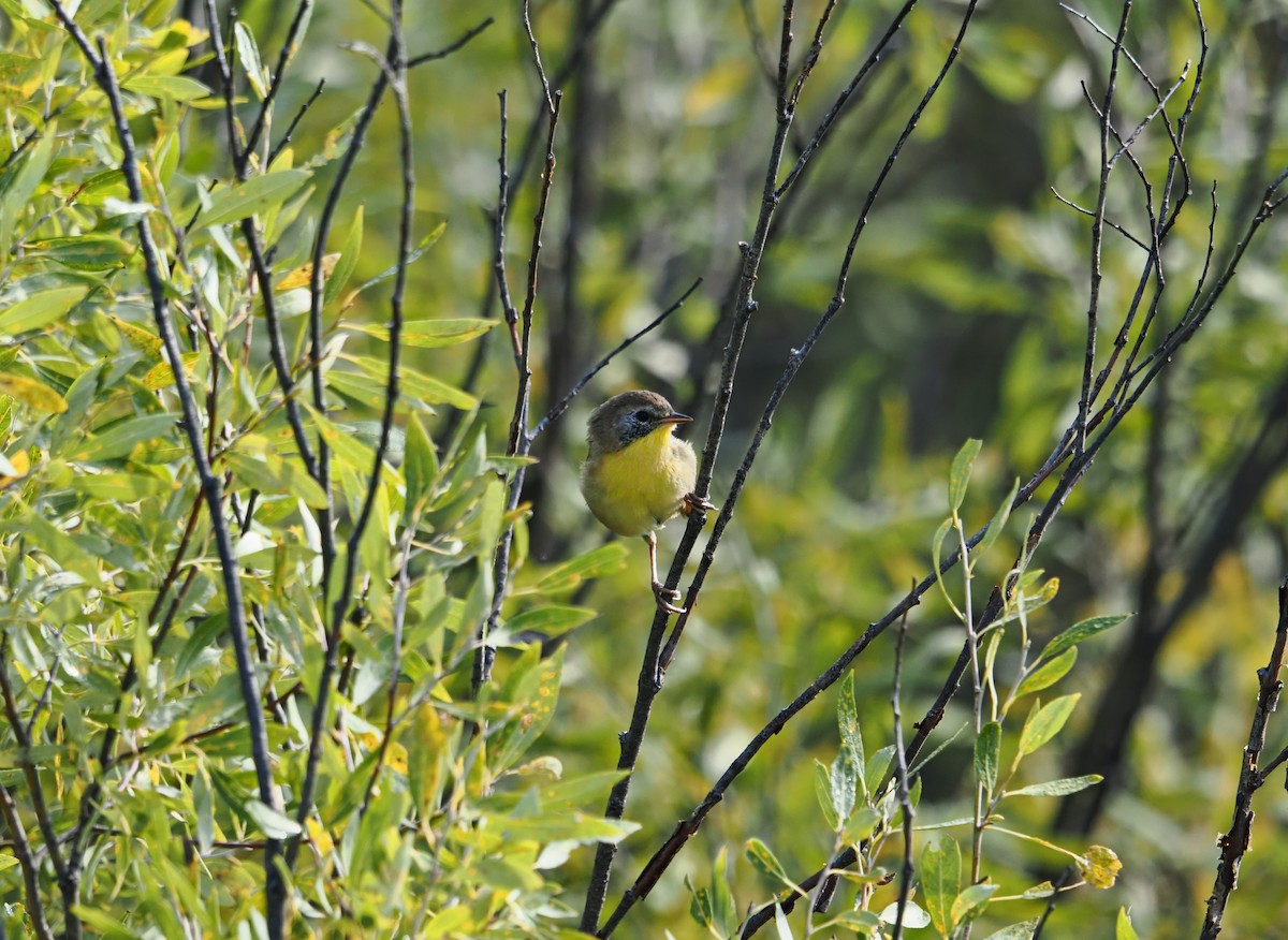 Common Yellowthroat - ML642128063