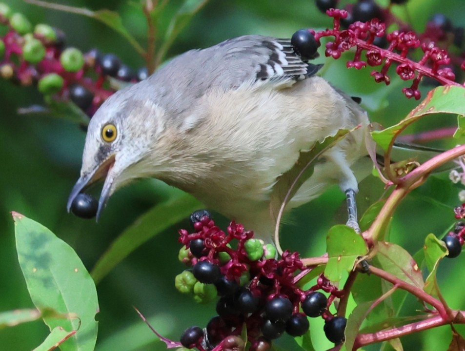 Northern Mockingbird - ML642128068