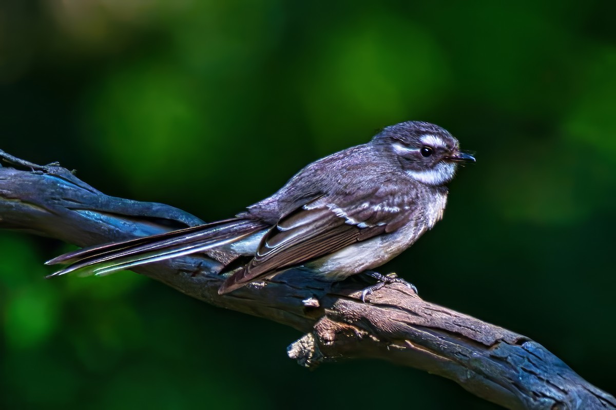 Gray Fantail - ML642128076