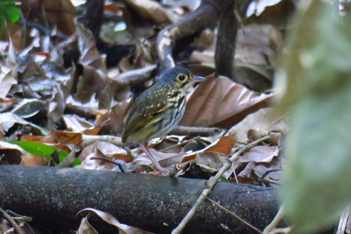 Grallaire à lunettes - ML642128091