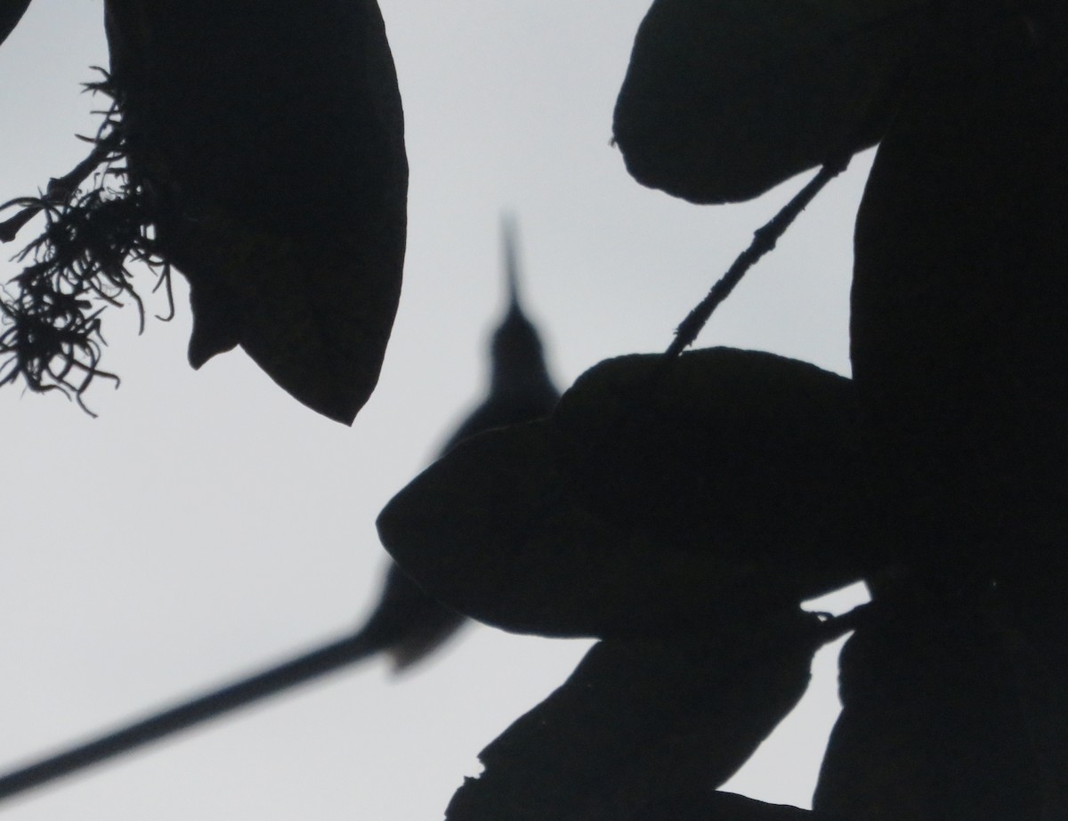 White-bellied Hummingbird - ML642128092