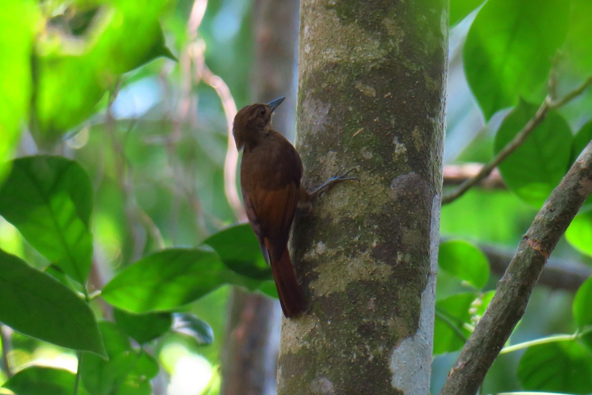 Tawny-winged Woodcreeper - ML642128096