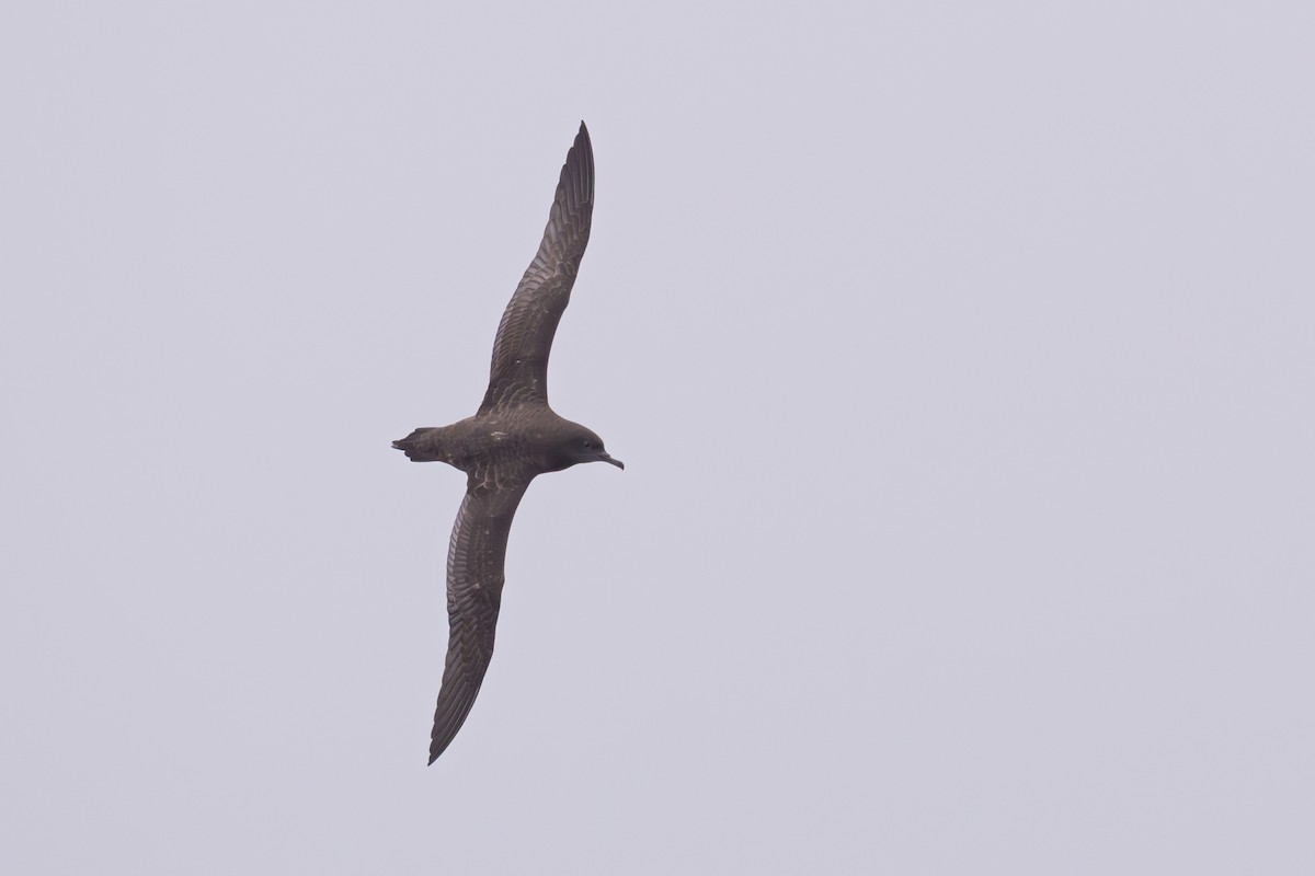 Short-tailed Shearwater - ML642128099