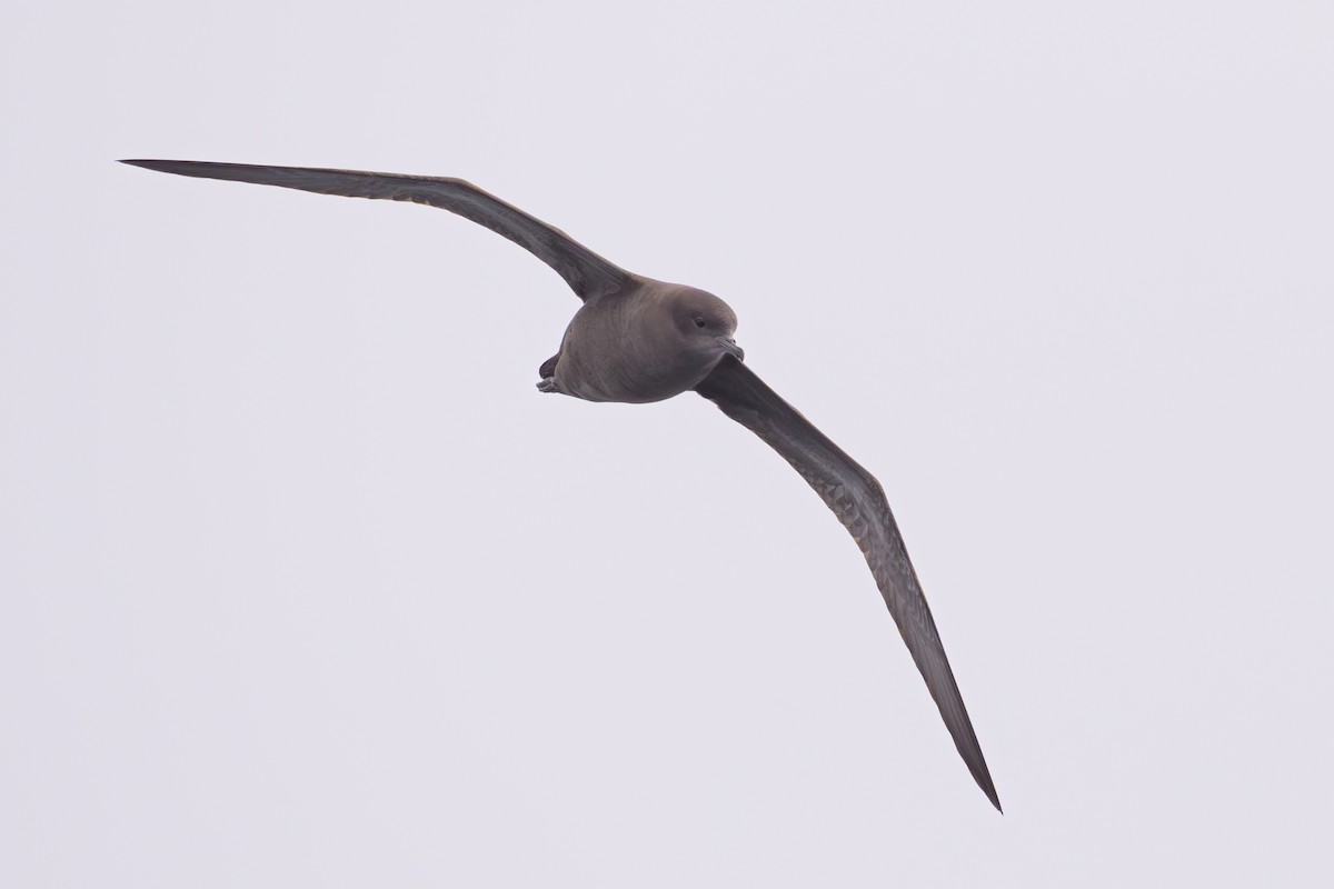 Short-tailed Shearwater - ML642128100