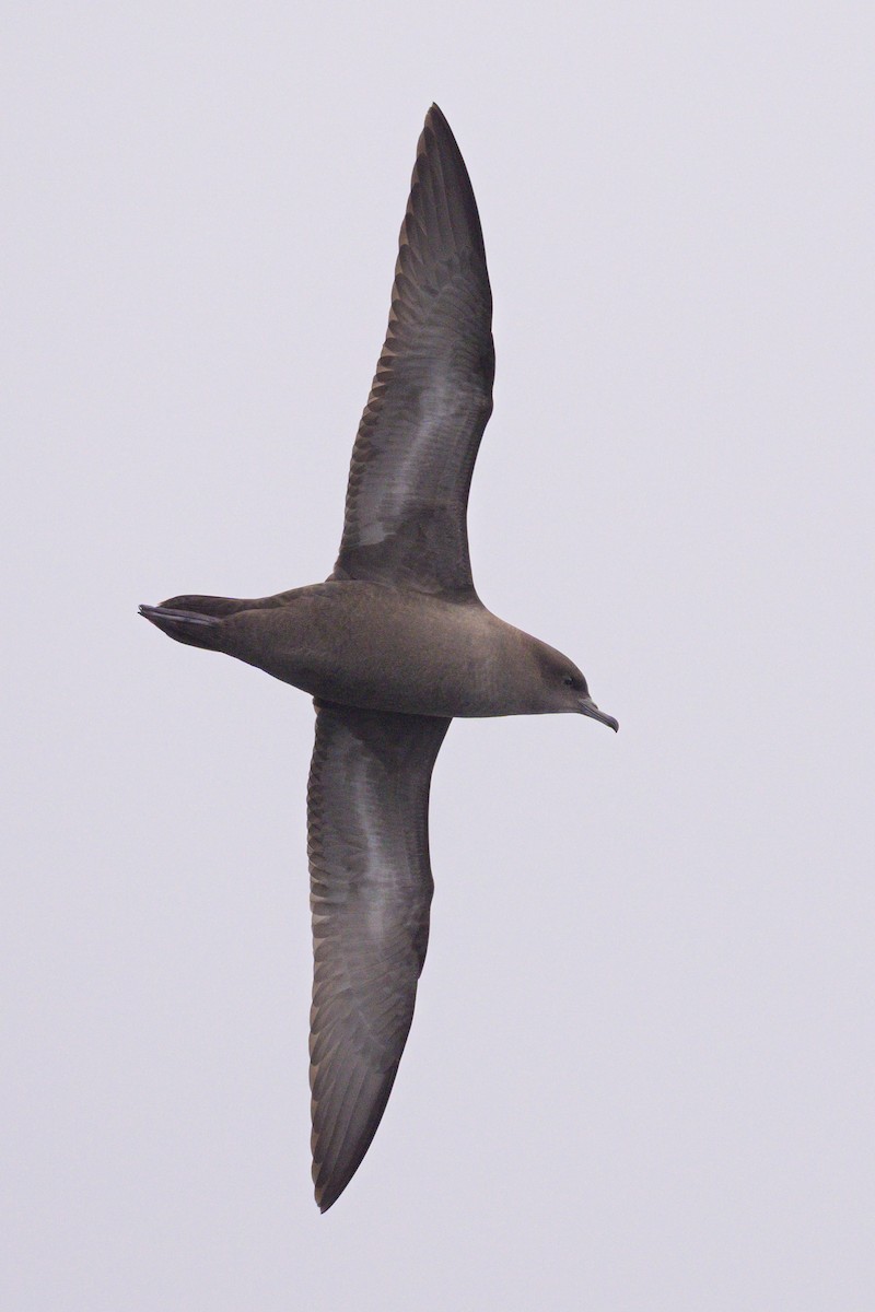 Short-tailed Shearwater - ML642128101