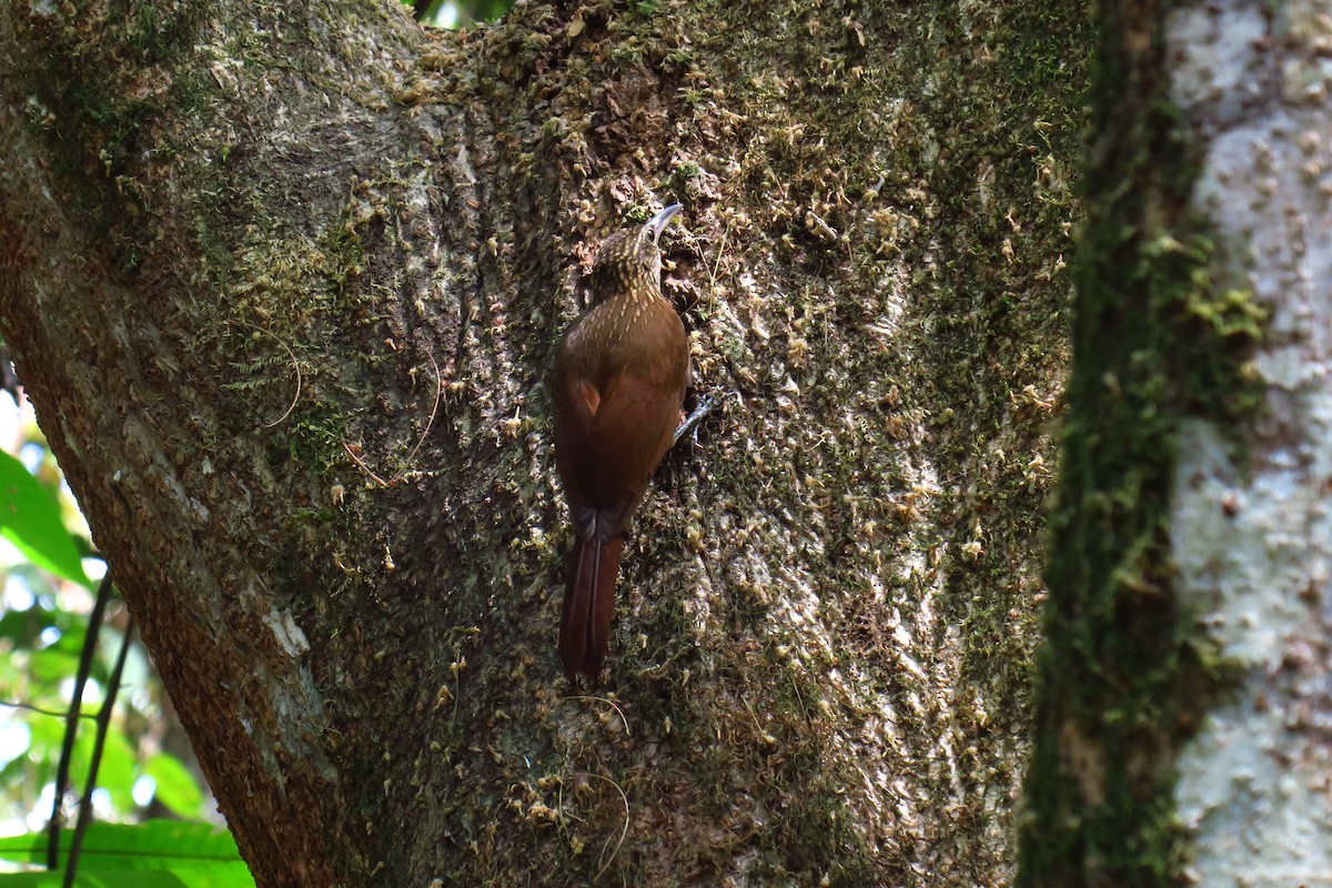 Cocoa Woodcreeper - ML642128104