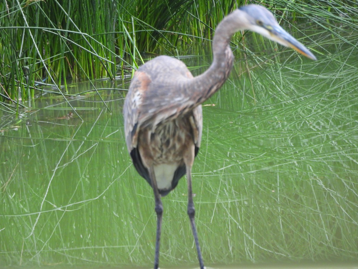 Great Blue Heron - ML642128115