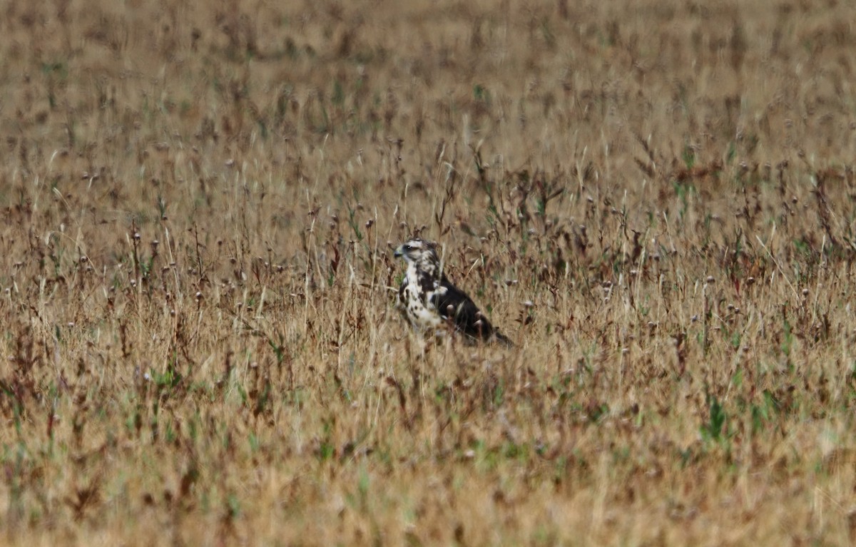Swainson's Hawk - ML642128123