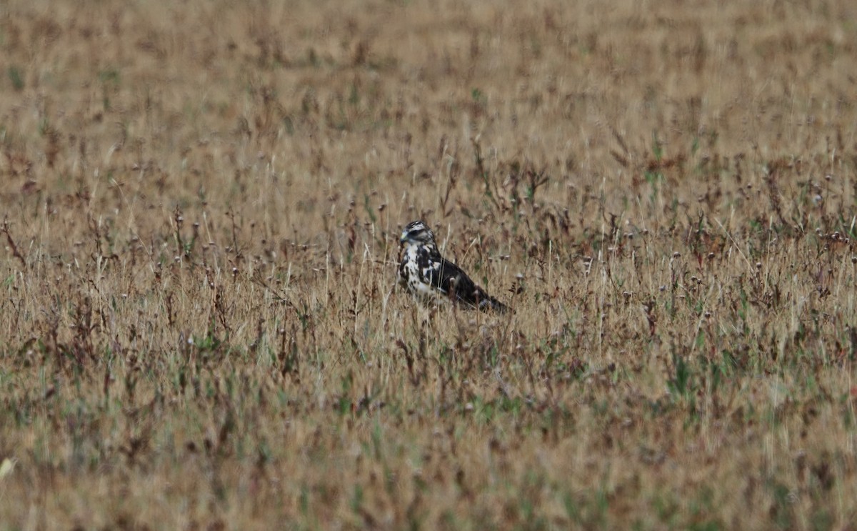 Swainson's Hawk - ML642128124
