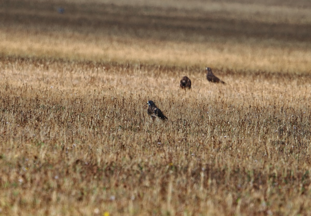 Swainson's Hawk - ML642128126