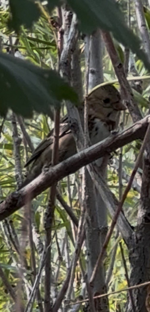 Harris's Sparrow - ML642128128