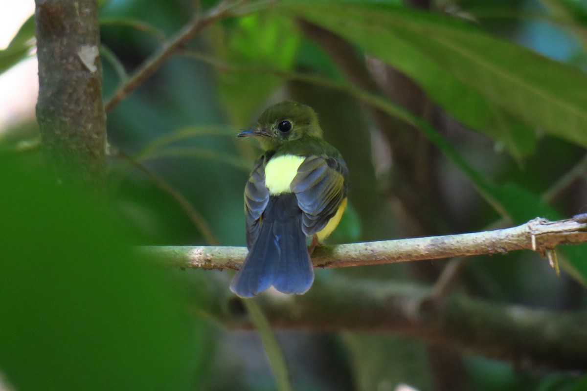 Sulphur-rumped Flycatcher - ML642128130