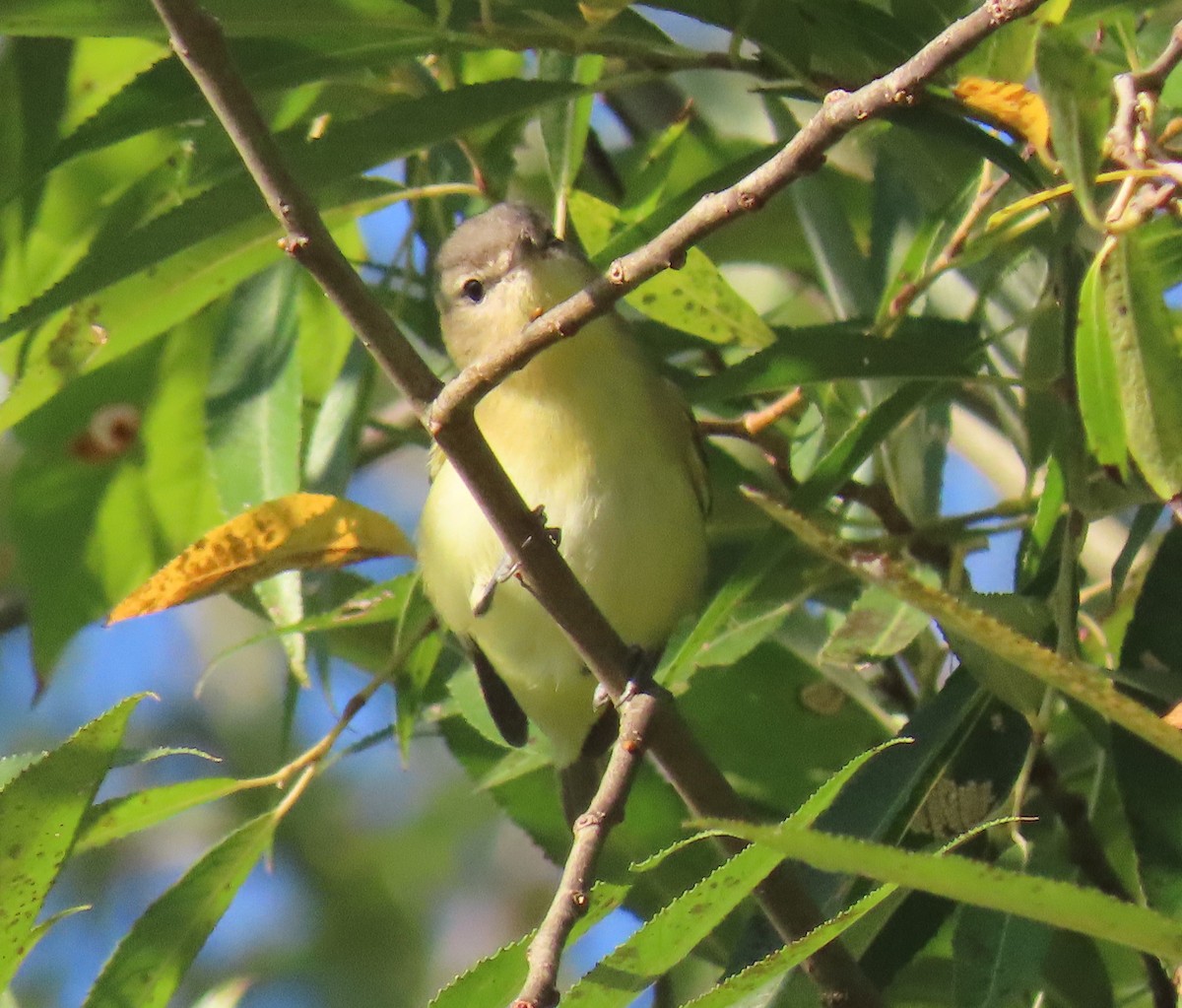 Philadelphia Vireo - ML642128134
