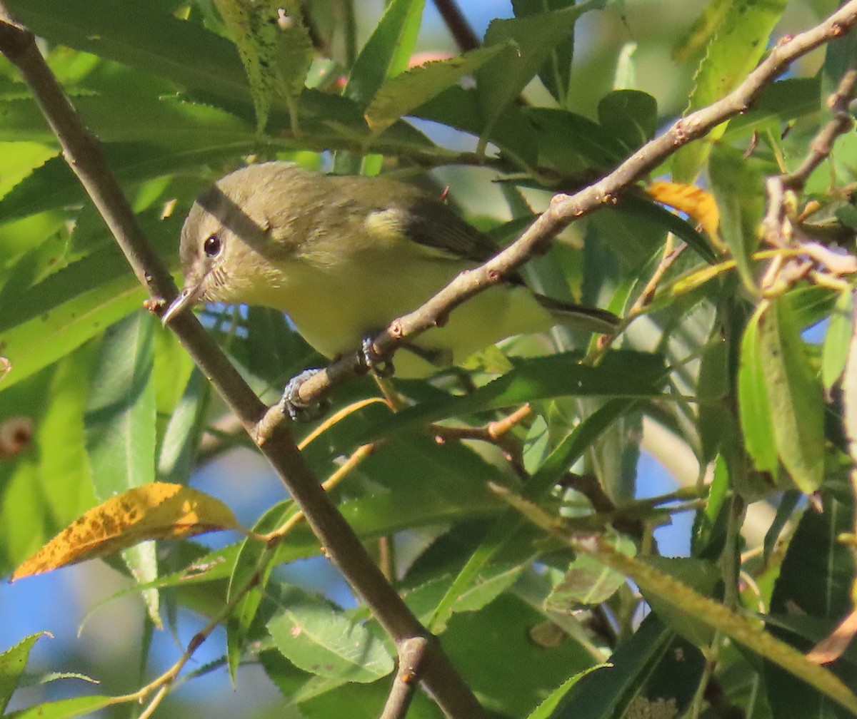Philadelphia Vireo - ML642128135