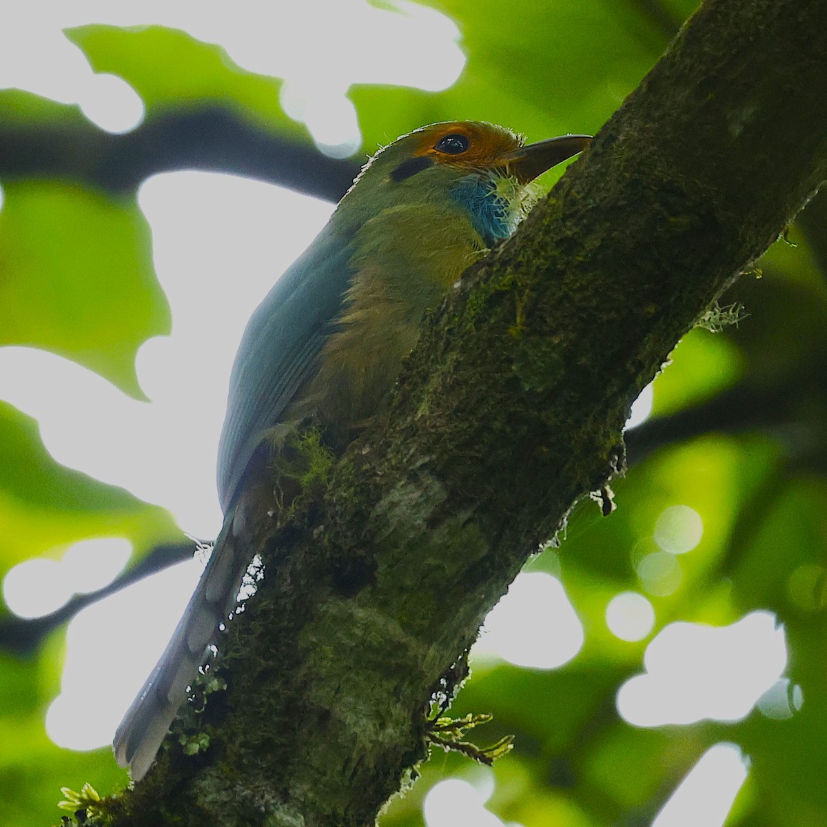 Blue-throated Motmot - ML642128138