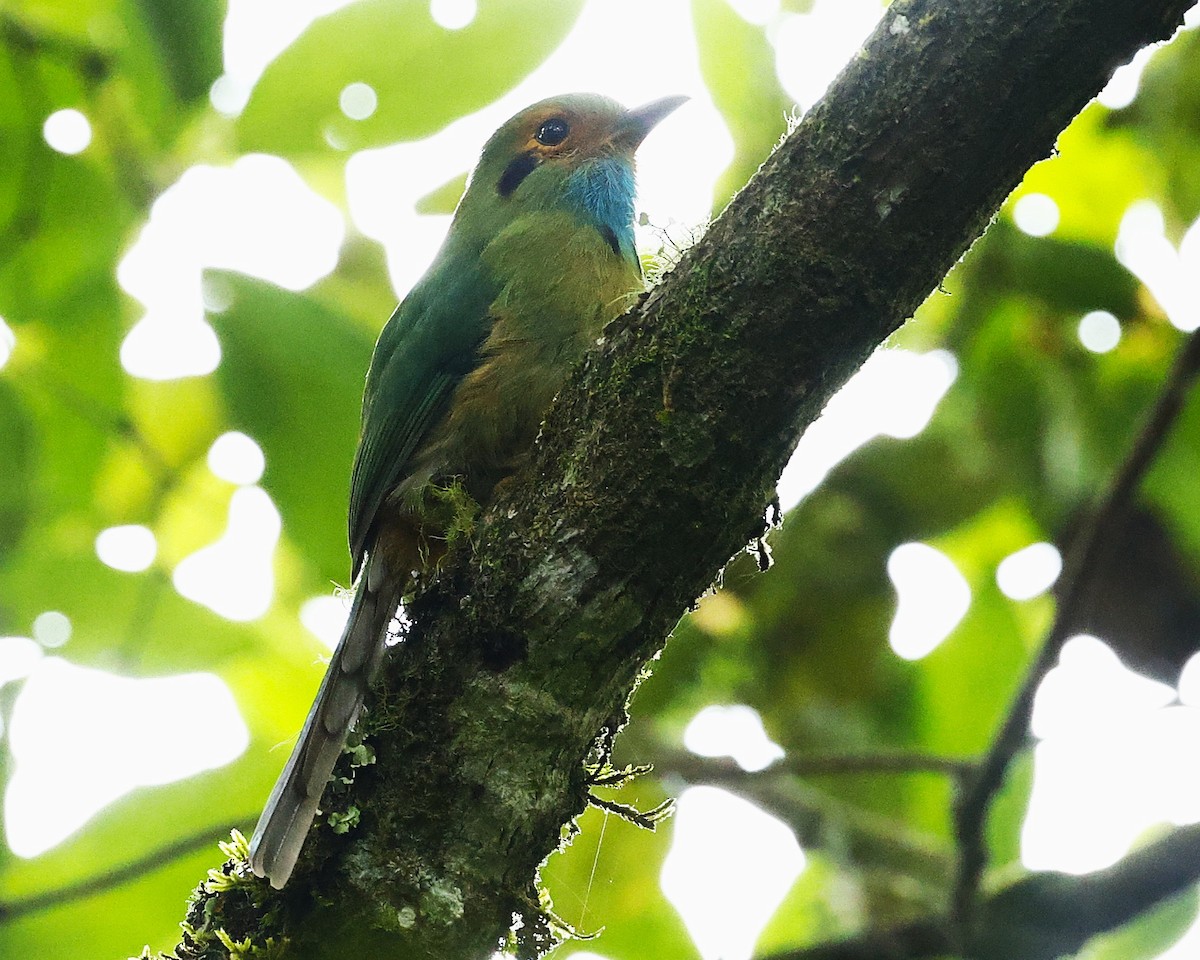 Blue-throated Motmot - ML642128139