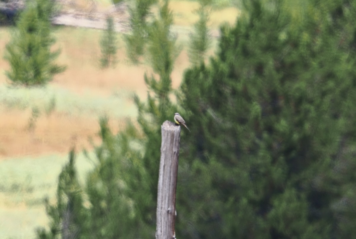 Western Kingbird - ML642128167