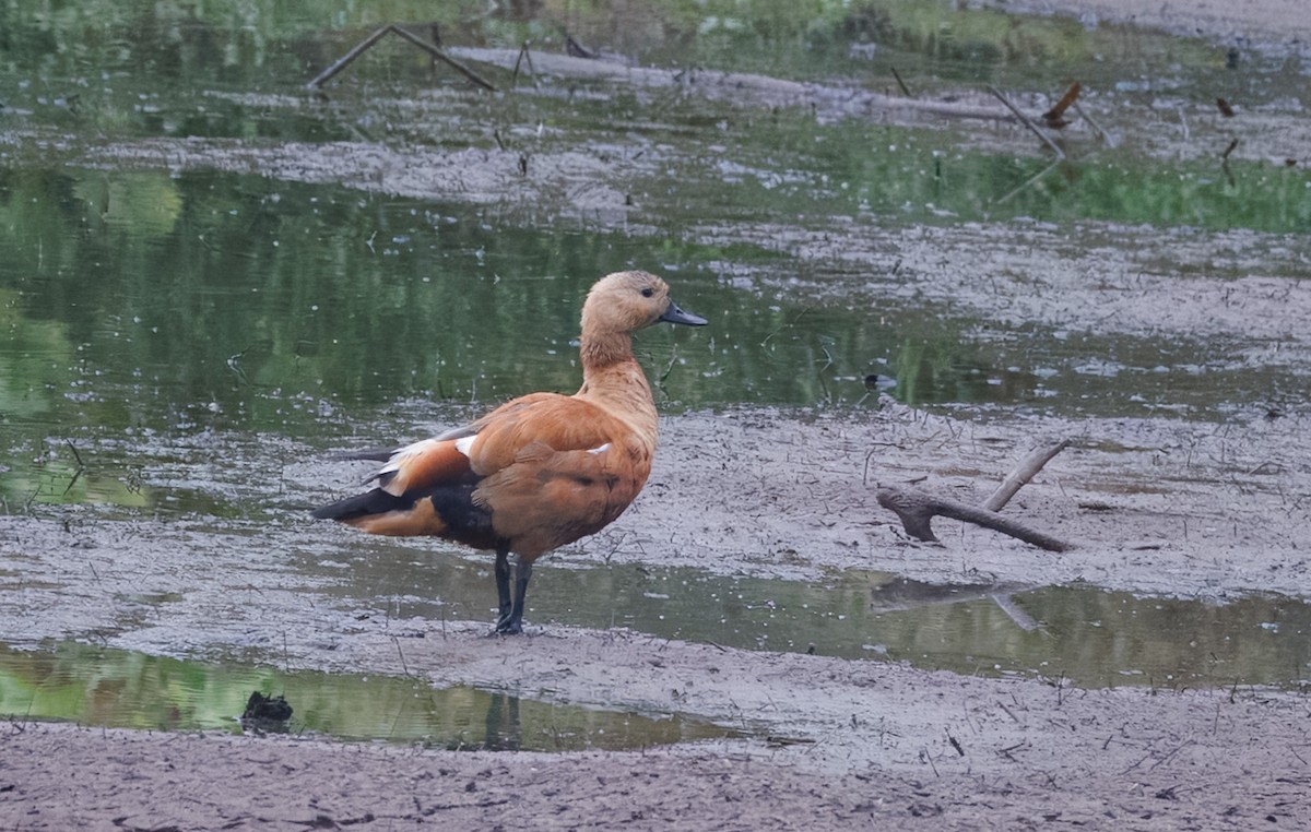 Ruddy Shelduck - ML642128183
