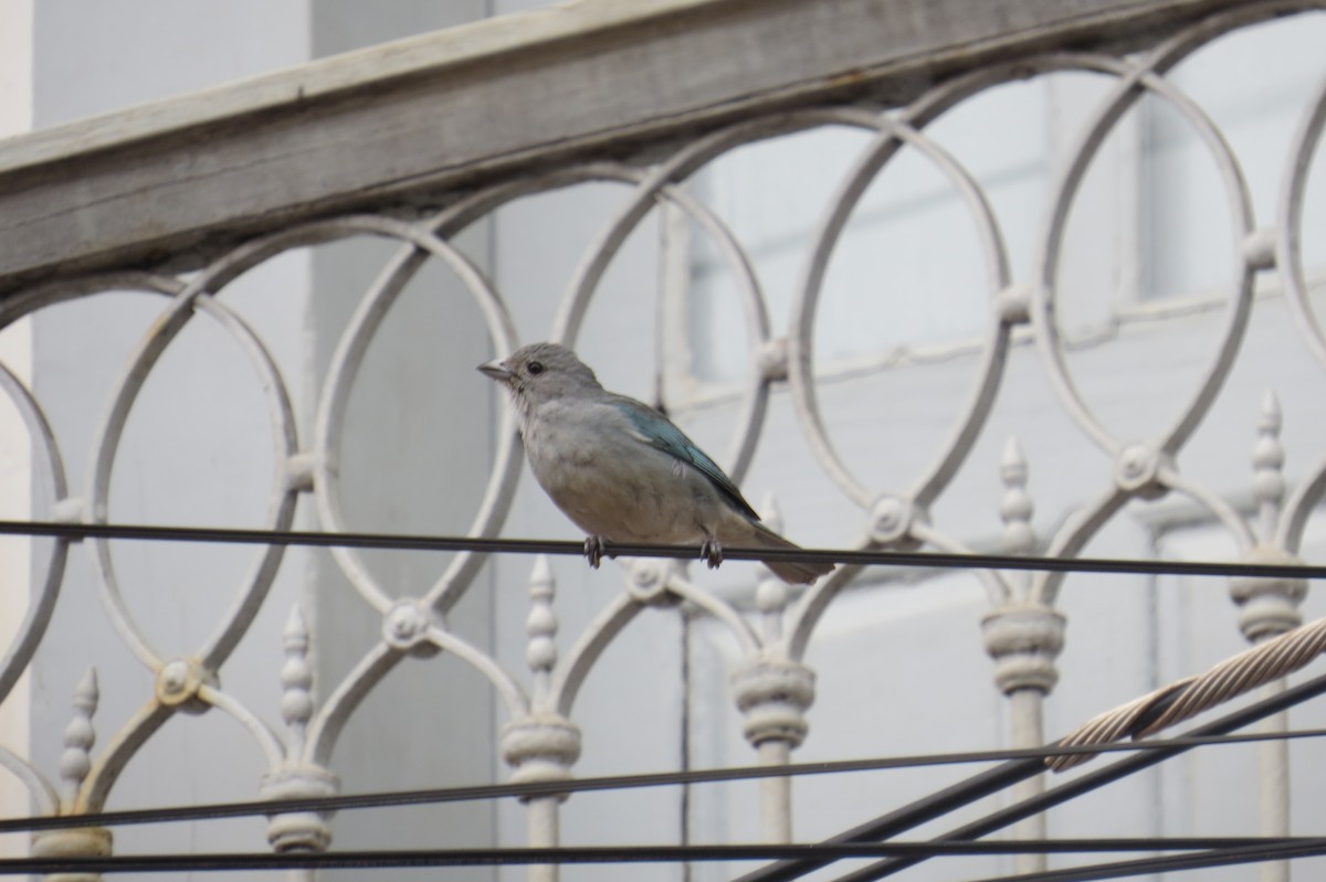 Sayaca Tanager - ML642128187