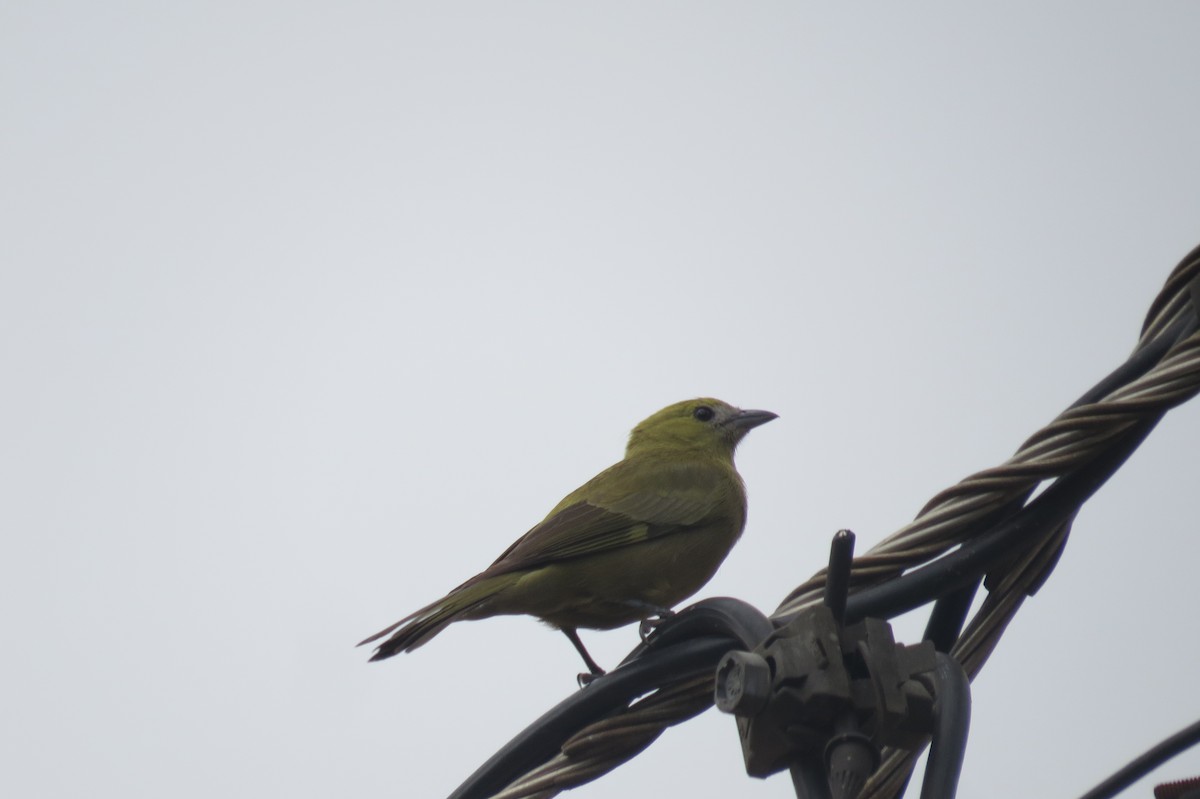 Palm Tanager - ML642128202