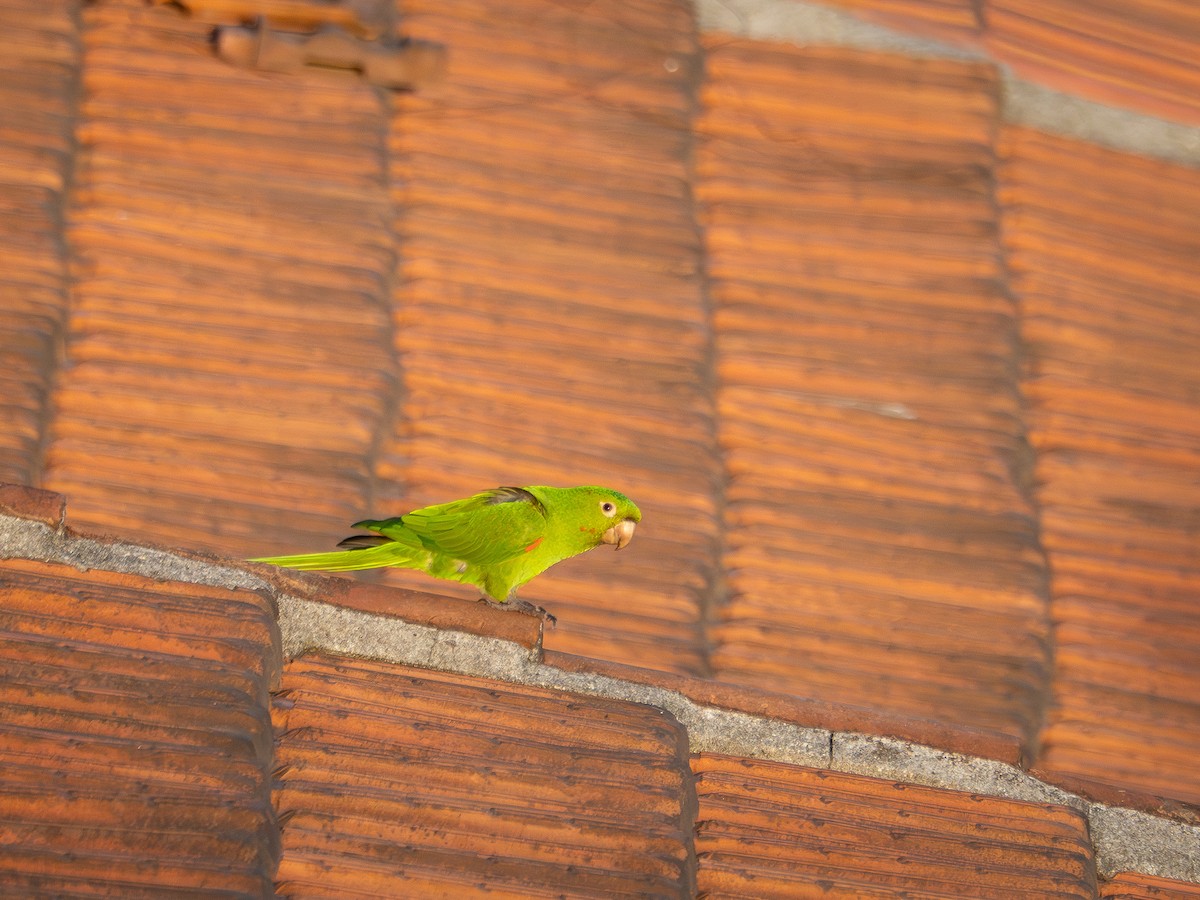 White-eyed Parakeet - ML642128219