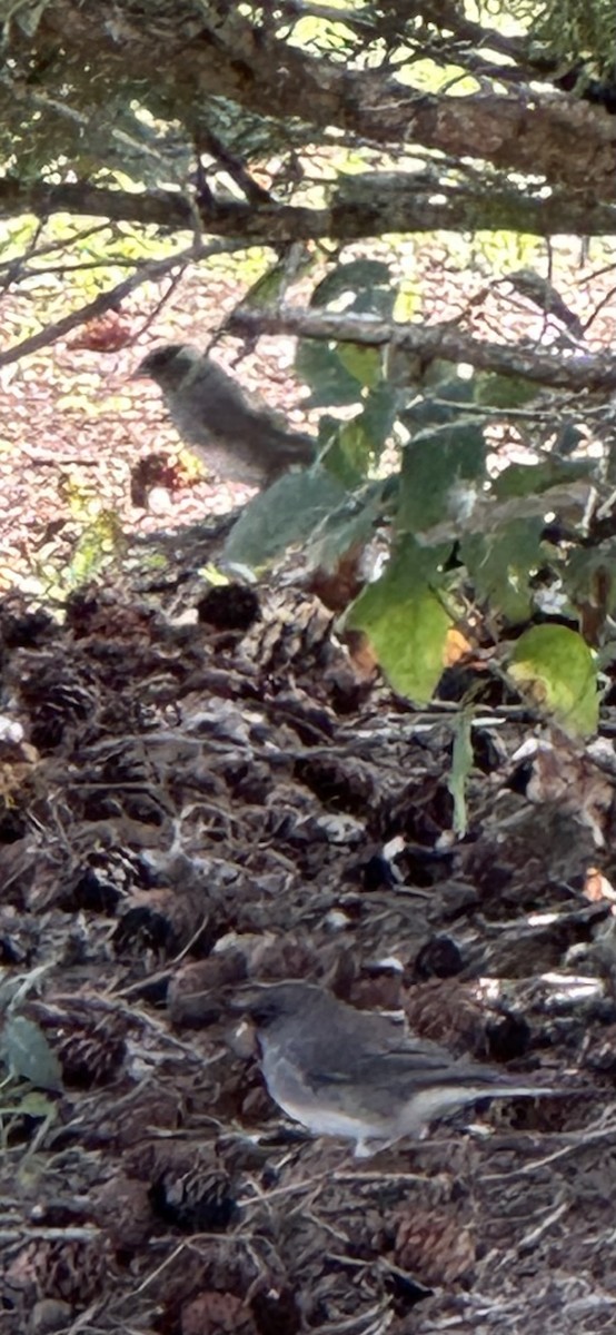 Dark-eyed Junco - ML642128227