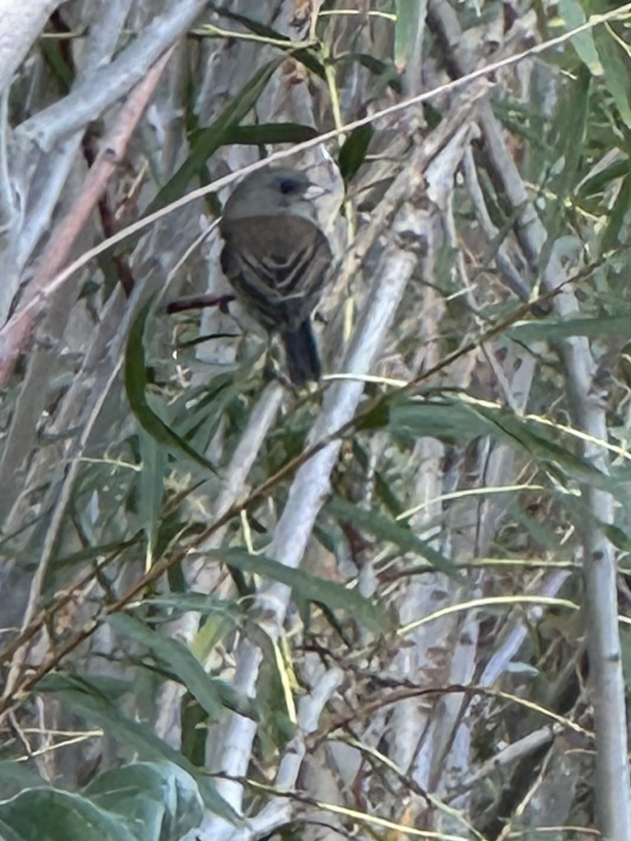 Dark-eyed Junco - ML642128228