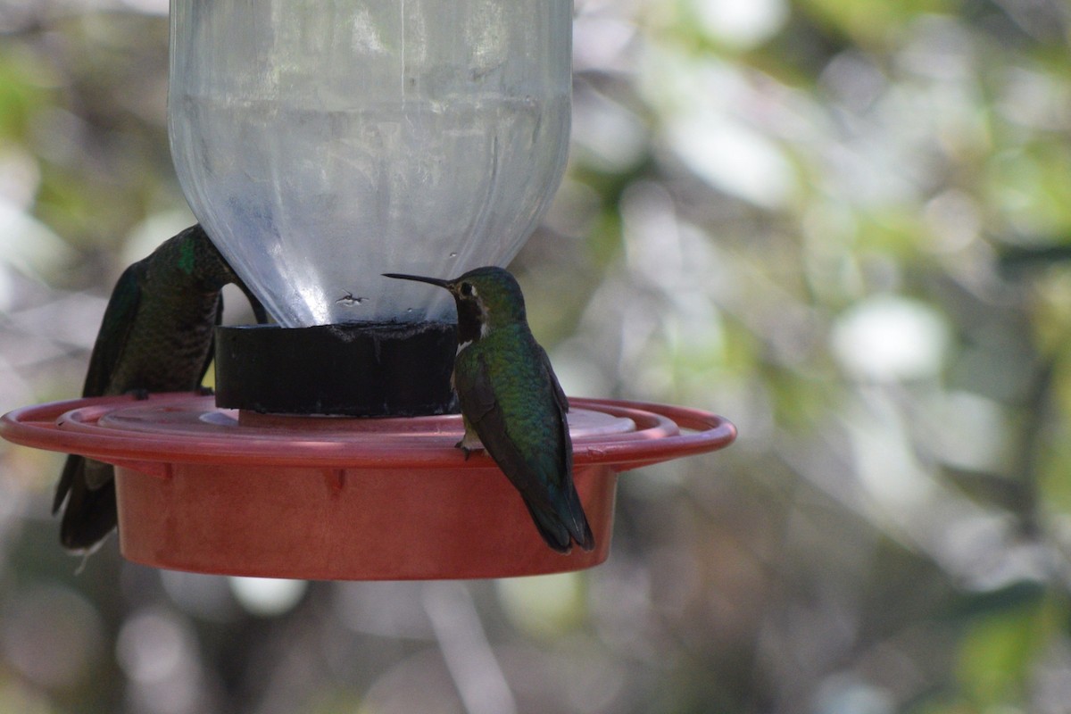 Broad-tailed Hummingbird - ML642128230
