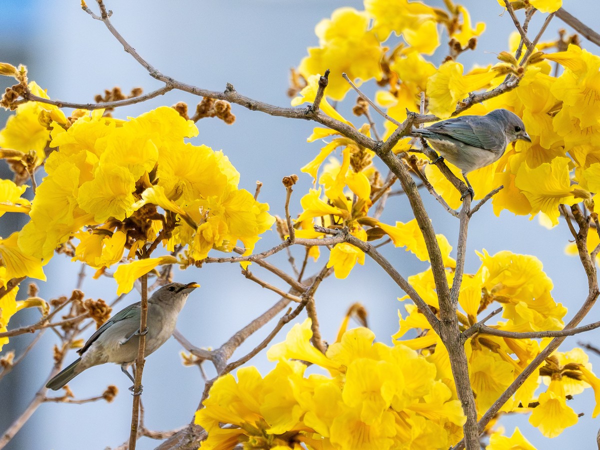 Sayaca Tanager - ML642128237