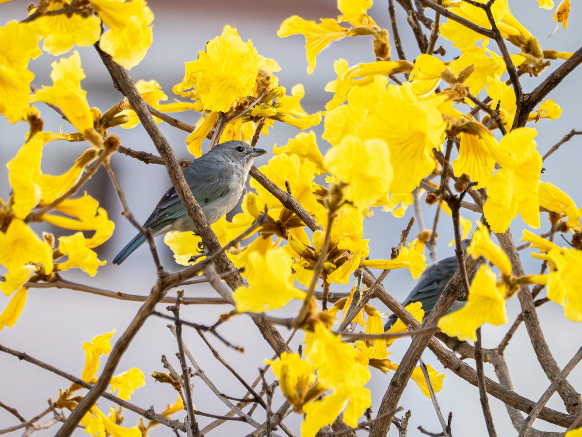 Sayaca Tanager - ML642128238