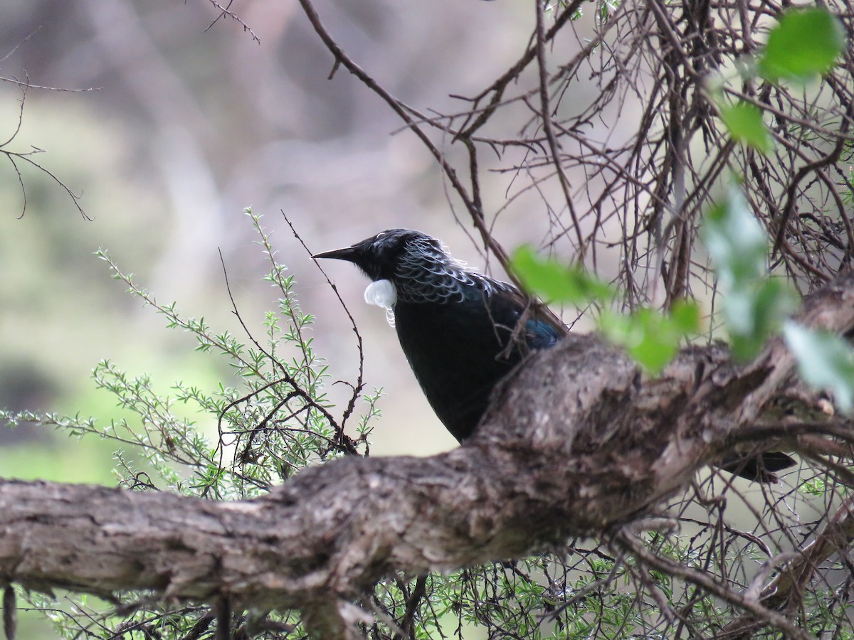 Tui - ML642128250
