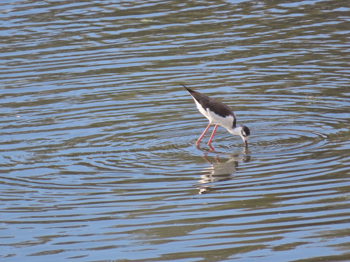 Black-necked Stilt - ML642128253
