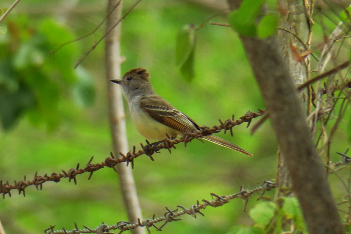 Myiarchus sp. - ML642128258