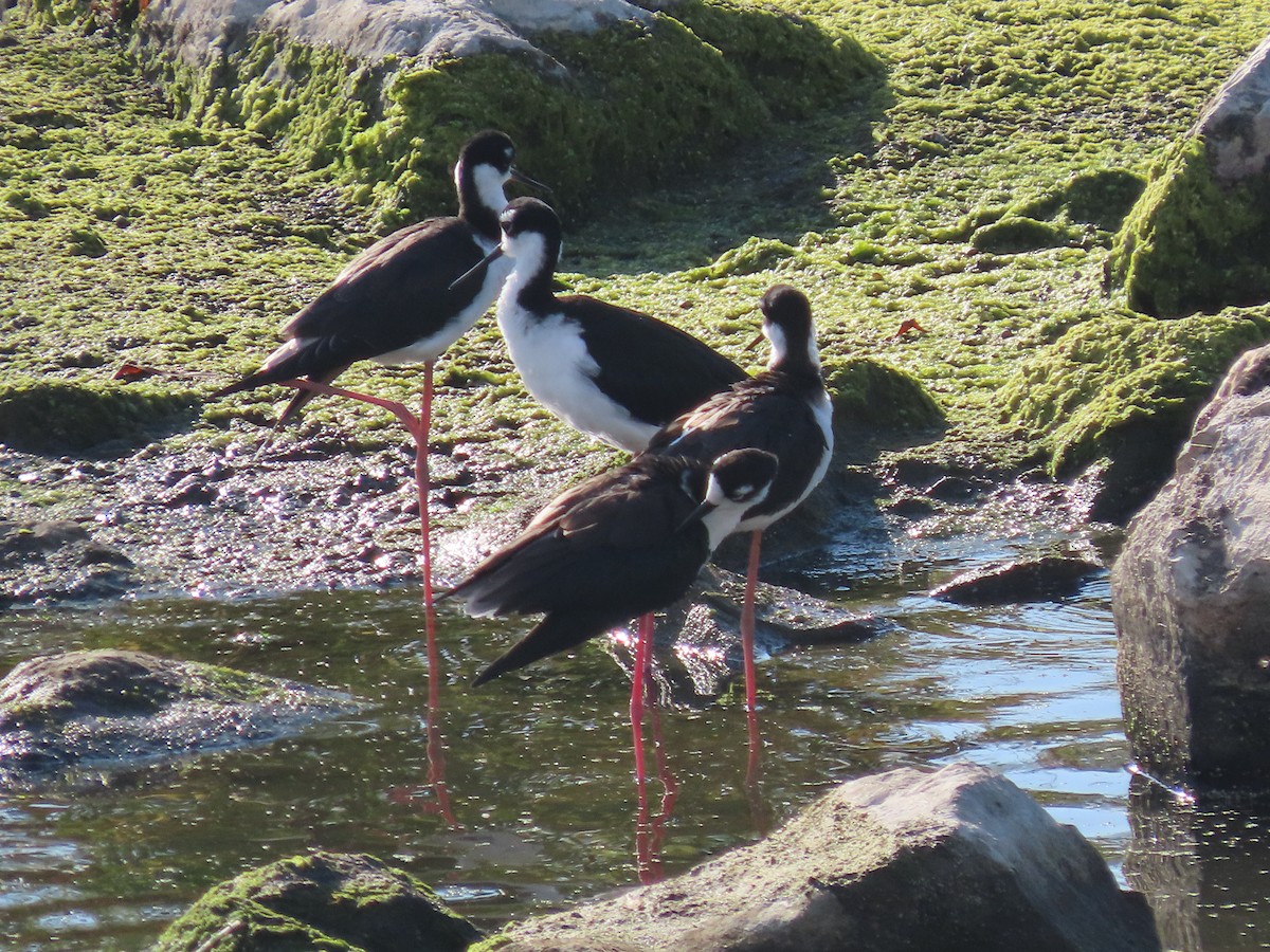 Black-necked Stilt - ML642128261