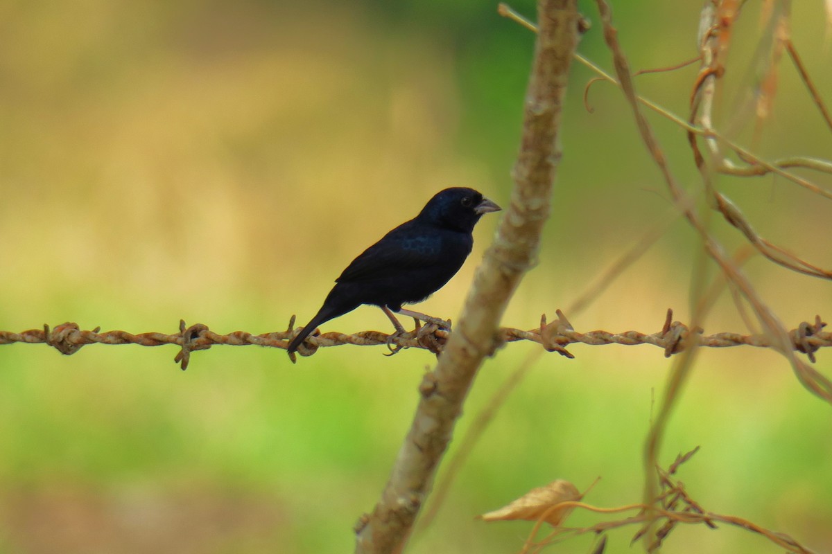 Blue-black Grassquit - ML642128270
