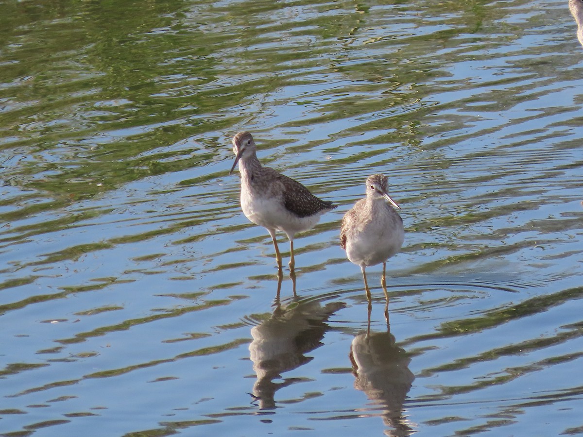 Greater Yellowlegs - ML642128280