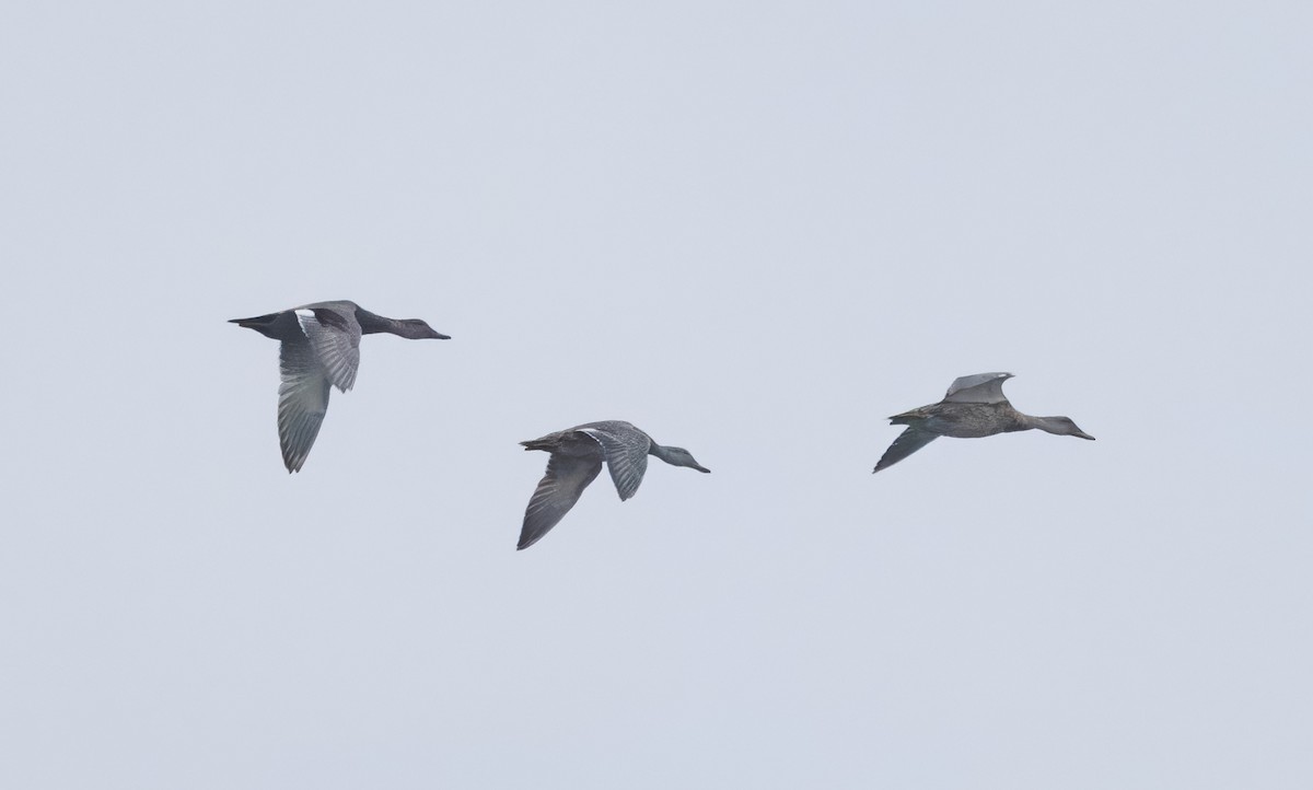Gadwall - ML642128281