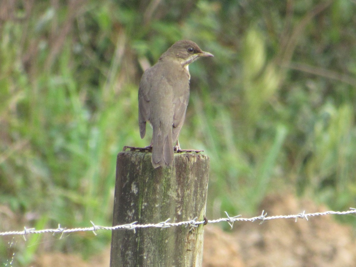 Creamy-bellied Thrush - ML642128300