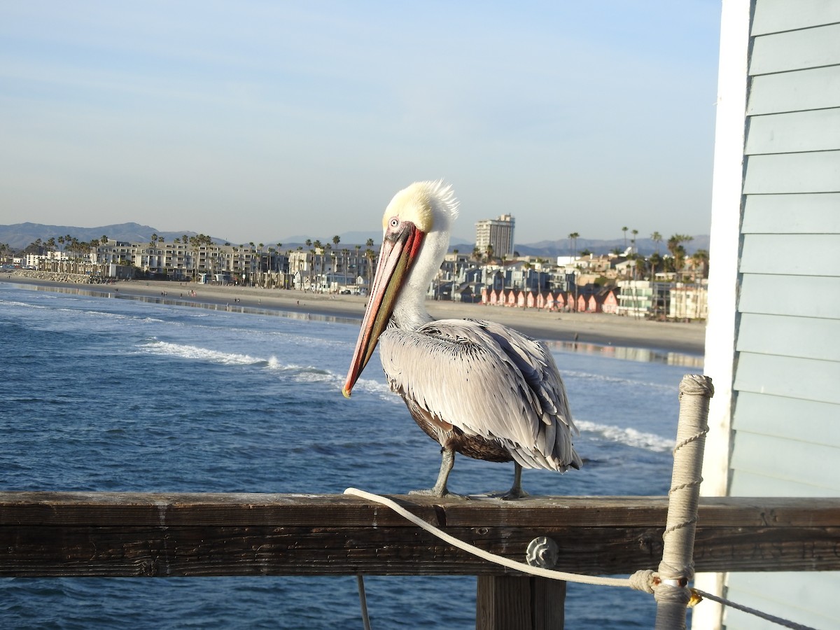 Brown Pelican - ML642128302