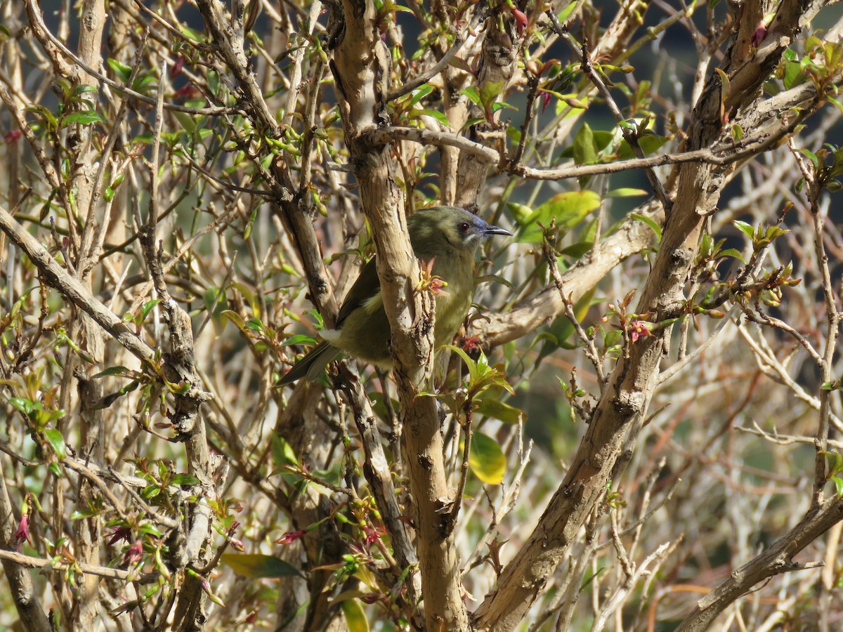 New Zealand Bellbird - ML642128305