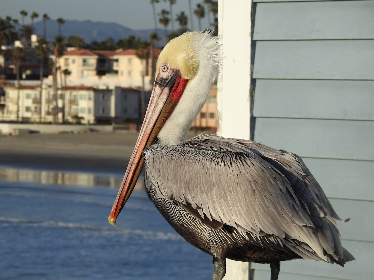 Brown Pelican - ML642128306