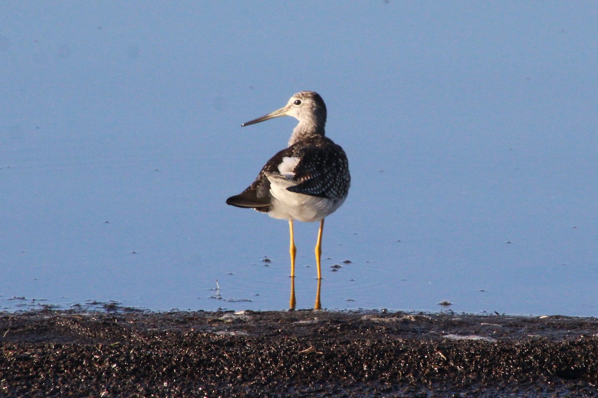 Greater Yellowlegs - ML642128311