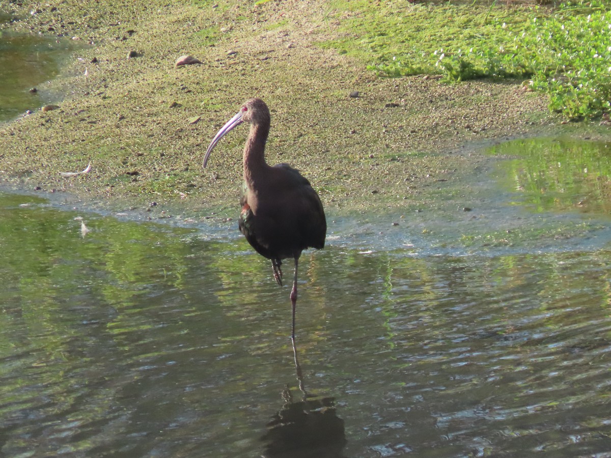 White-faced Ibis - ML642128315