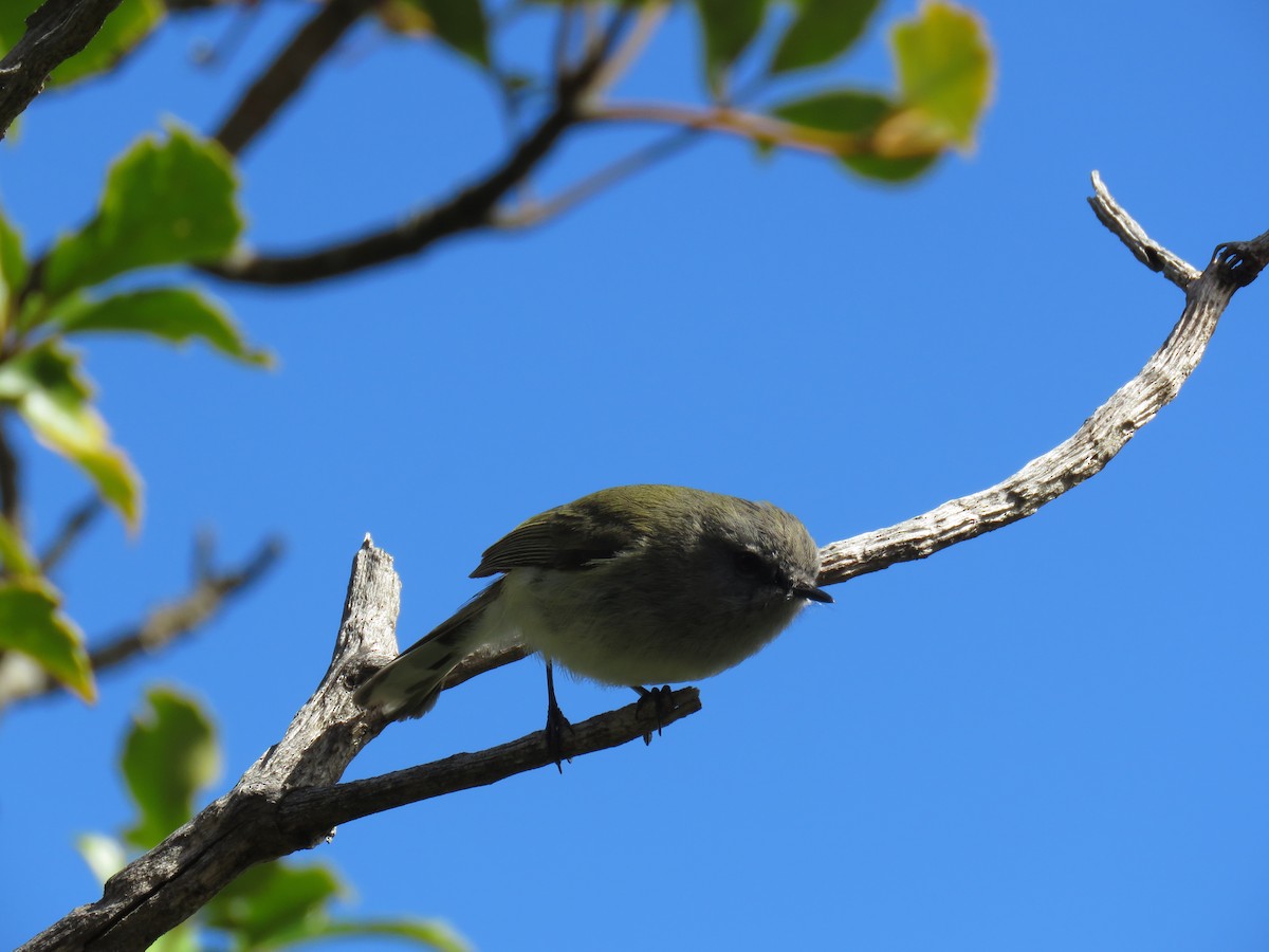 Gray Gerygone - ML642128325