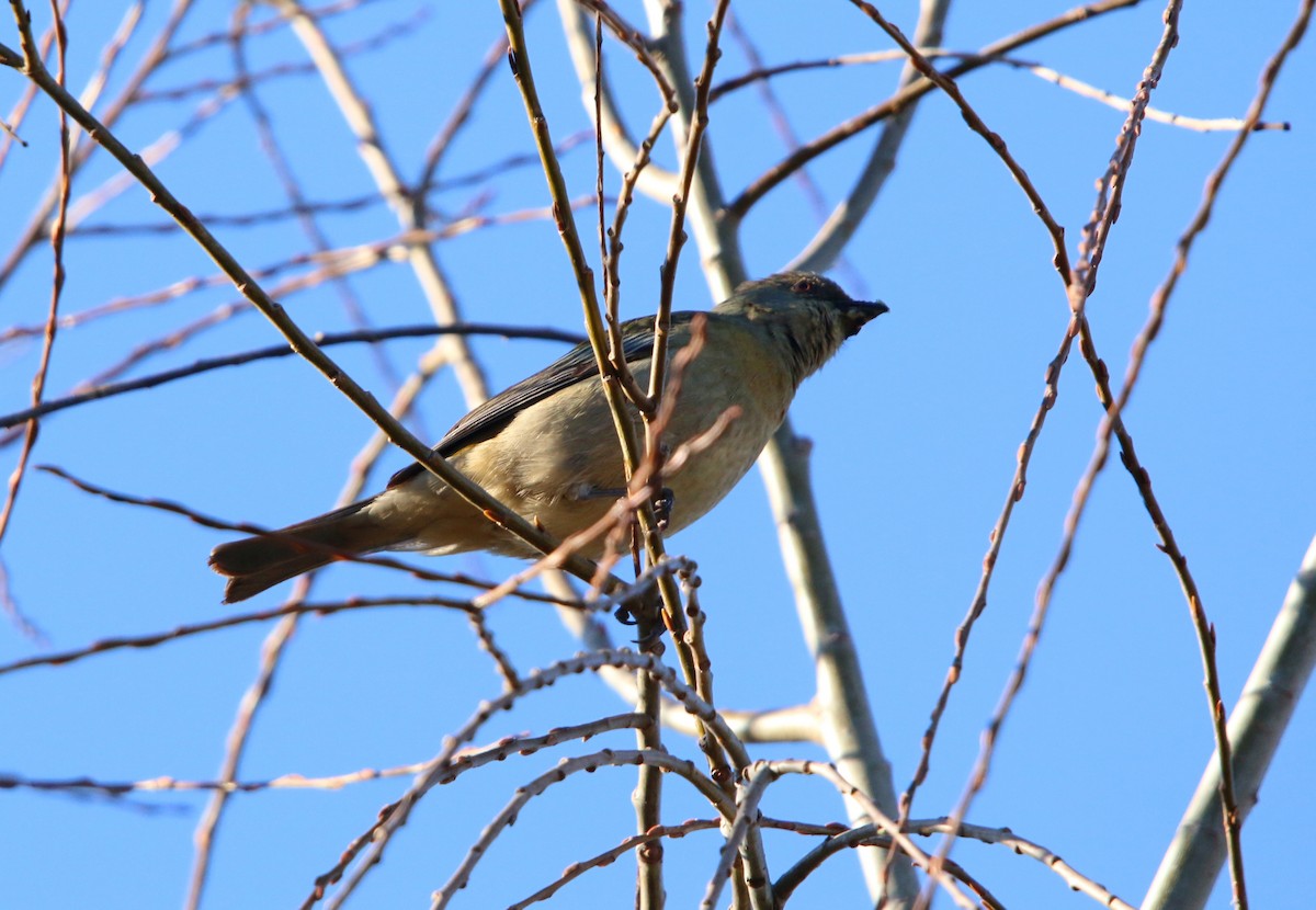 Blue-and-yellow Tanager - ML642128326