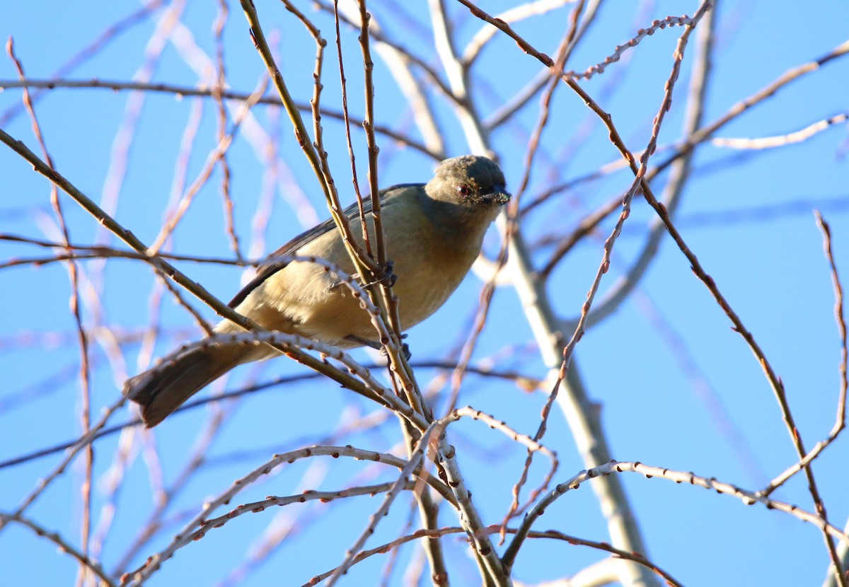 Blue-and-yellow Tanager - ML642128327