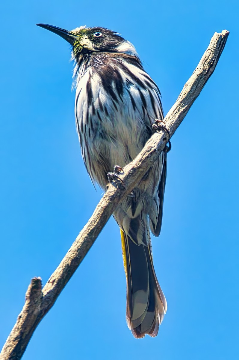 New Holland Honeyeater - ML642128328