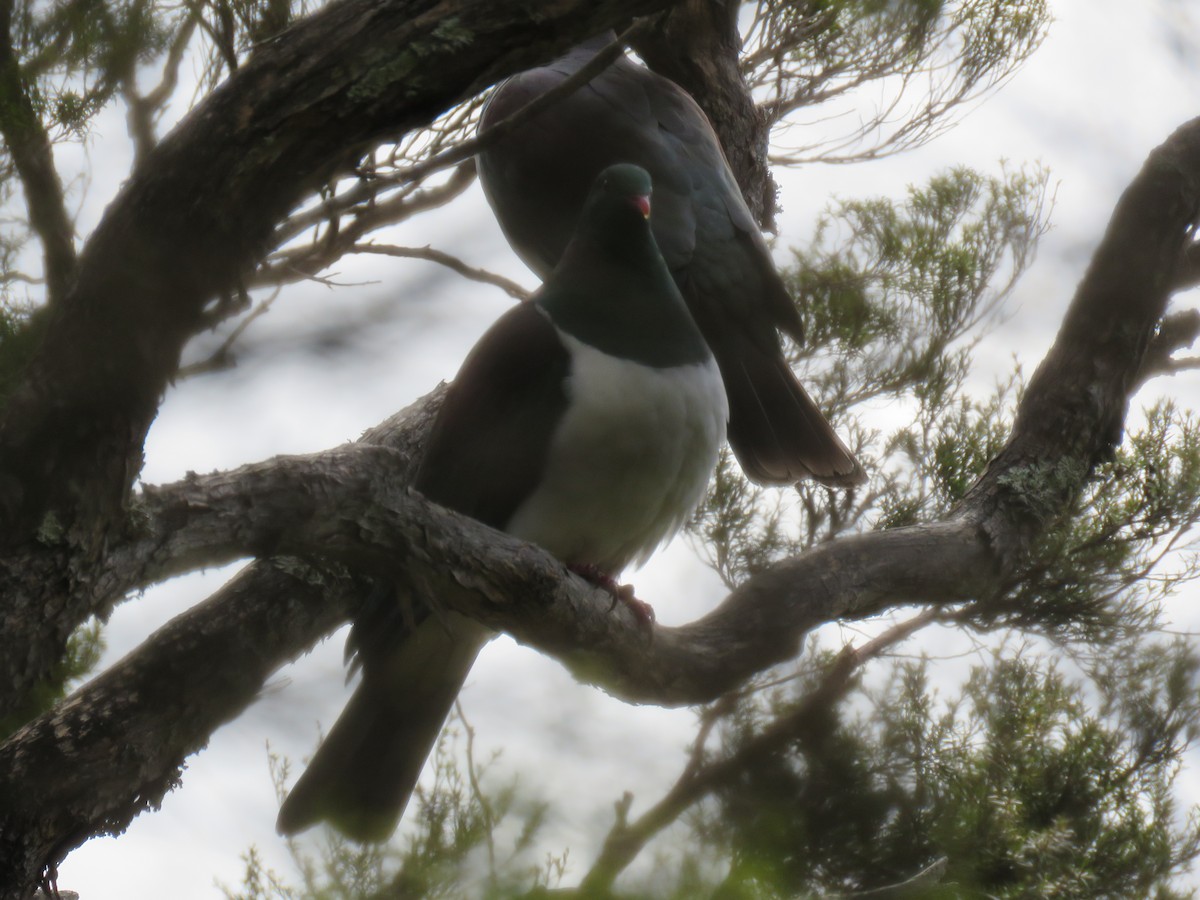 New Zealand Pigeon - ML642128335