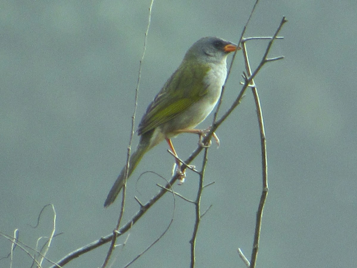 Great Pampa-Finch - ML642128340